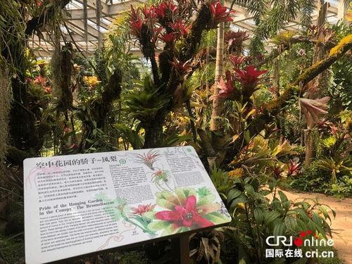 植物王国,探寻植物王国的神奇奥秘